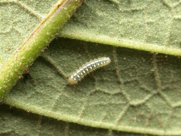 Hyalenna paradoxa 3rd instar, KRW-85