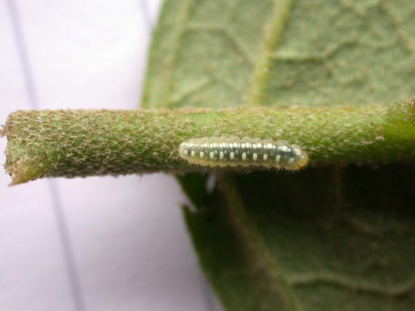 Hyalenna paradoxa 3rd instar, KRW-85