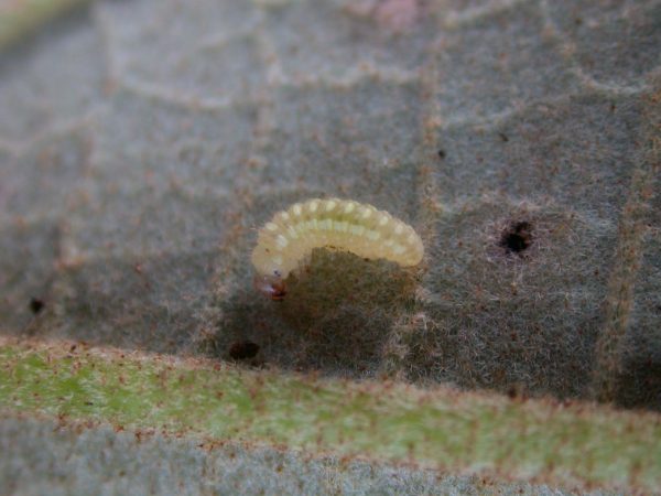 Hyalenna paradoxa 3rd instar, KRW-88