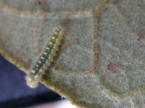 Hyalenna paradoxa 3rd instar, KRW-88