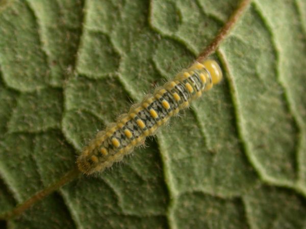 Hyalenna paradoxa 4th instar, KRW-124