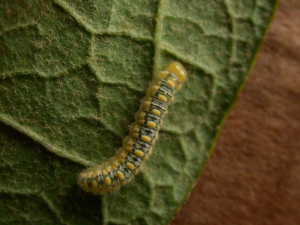 Hyalenna paradoxa 4th instar, KRW-124