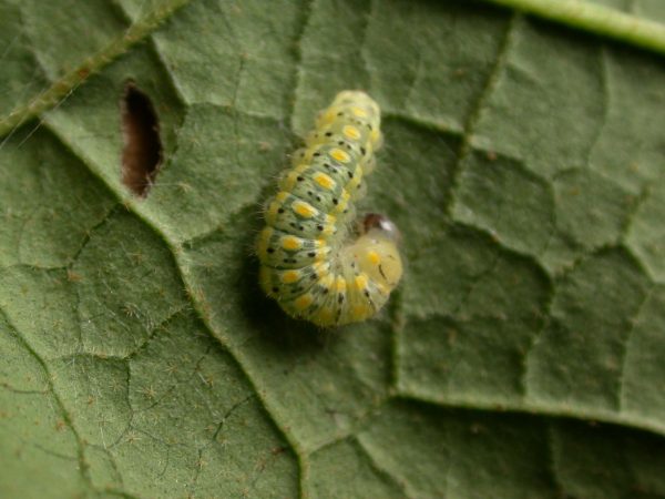Hyalenna paradoxa 4th instar, KRW-129