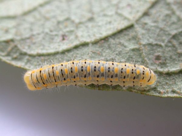 Hyalenna paradoxa 4th instar, KRW-17