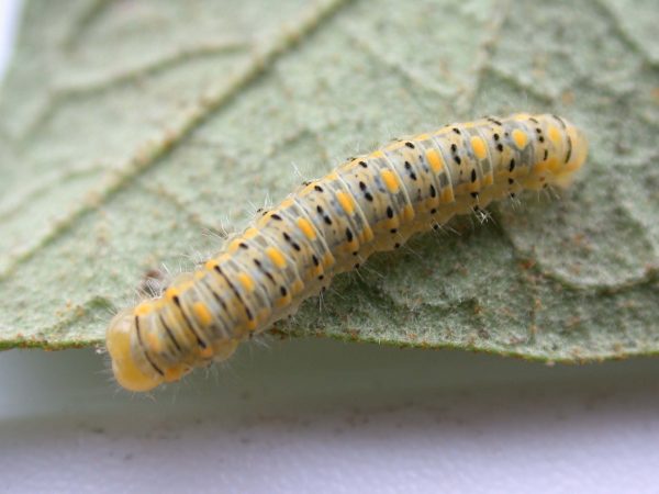 Hyalenna paradoxa 4th instar, KRW-17