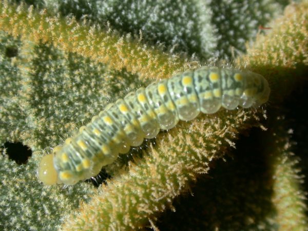 Hyalenna paradoxa 4th instar, KRW-18
