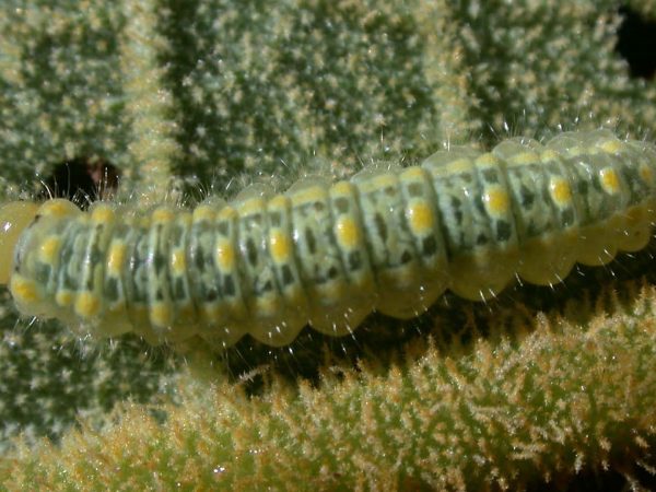 Hyalenna paradoxa 4th instar, KRW-18