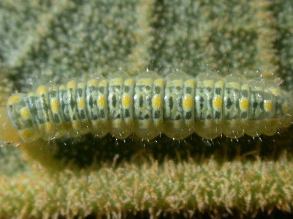 Hyalenna paradoxa 4th instar, KRW-18