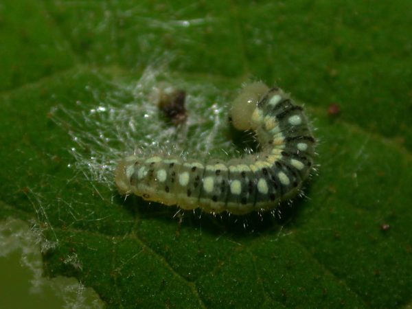 Hyalenna paradoxa 4th instar, KRW-18