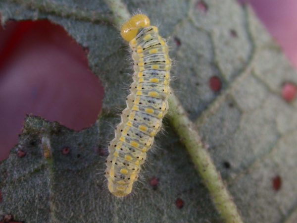 Hyalenna paradoxa 4th instar, KRW-21