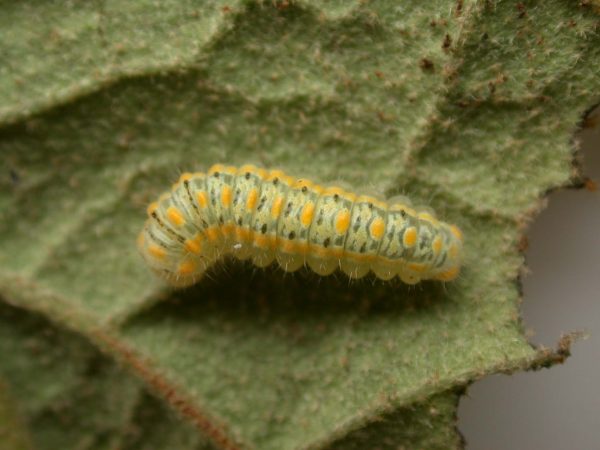 Hyalenna paradoxa 4th instar, KRW-22