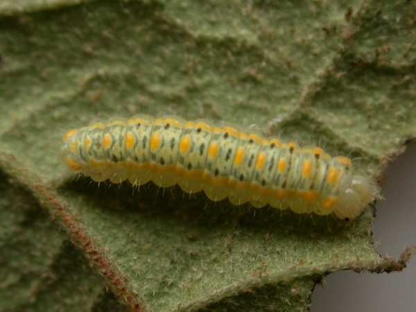Hyalenna paradoxa 4th instar, KRW-22