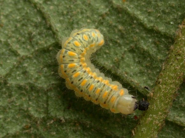 Hyalenna paradoxa 4th instar, KRW-22