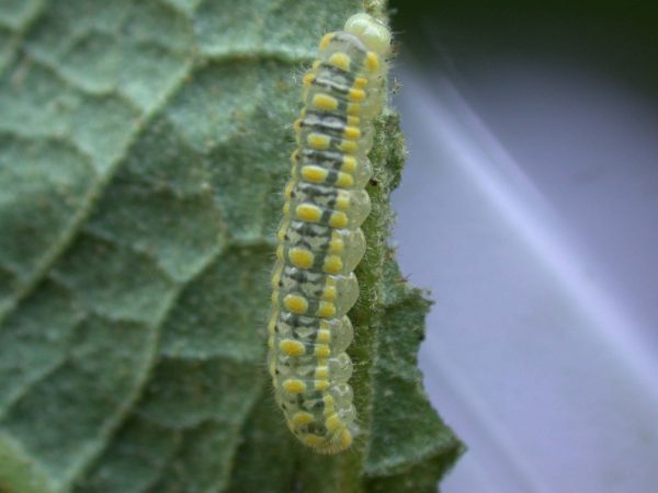 Hyalenna paradoxa 4th instar, KRW-68-1