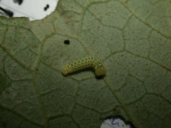 Hyalenna paradoxa 4th instar, KRW-77
