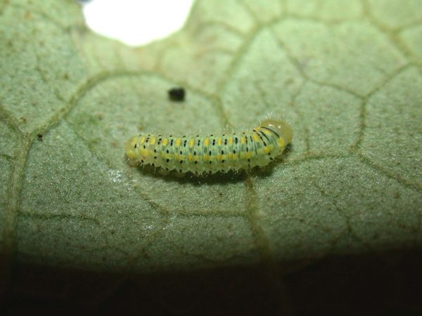 Hyalenna paradoxa 4th instar, KRW-77