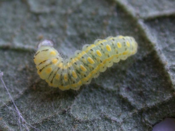 Hyalenna paradoxa 4th instar, KRW-85