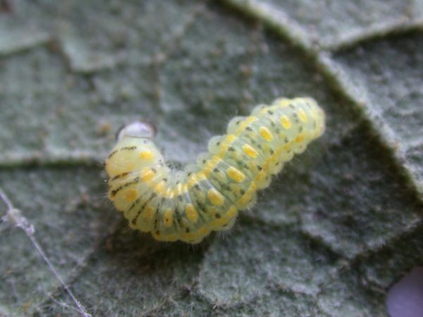 Hyalenna paradoxa 4th instar, KRW-85