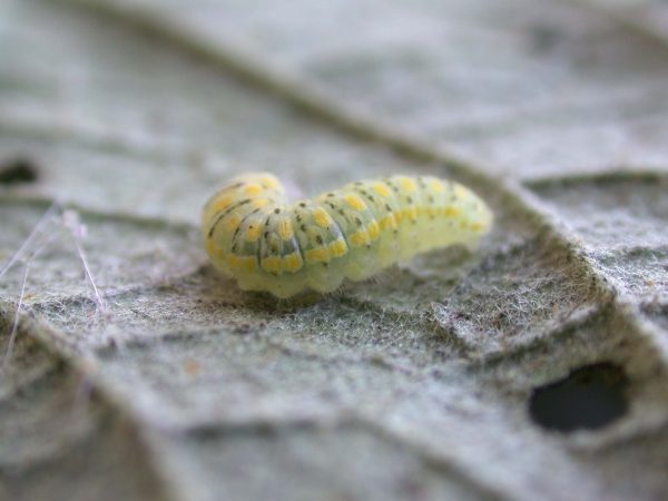 Hyalenna paradoxa 4th instar, KRW-85
