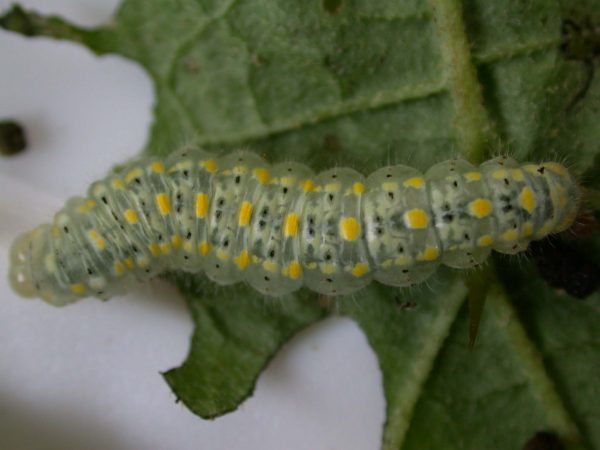 Hyalenna paradoxa 5th instar, KRW-110