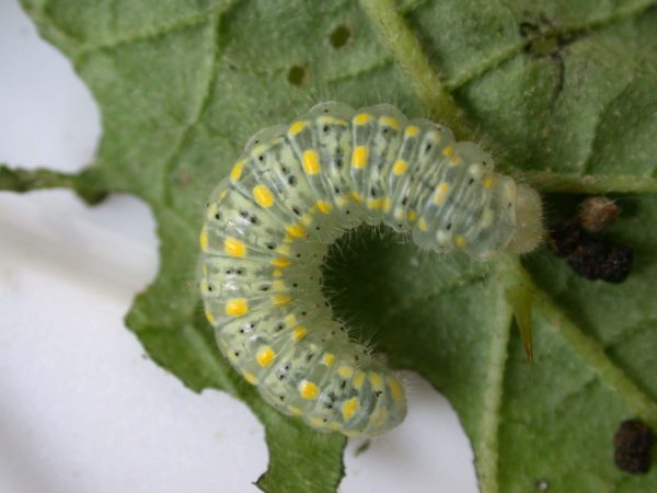 Hyalenna paradoxa 5th instar, KRW-110