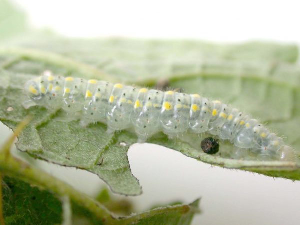 Hyalenna paradoxa 5th instar, KRW-110