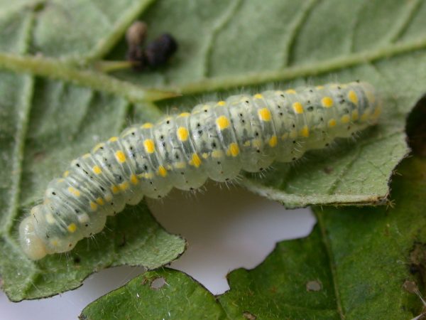 Hyalenna paradoxa 5th instar, KRW-110