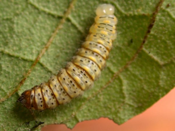 Hyalenna paradoxa 5th instar, KRW-124