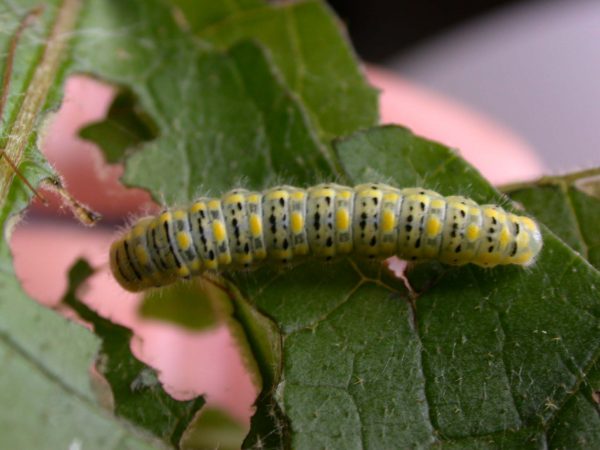 Hyalenna paradoxa 5th instar, KRW-14-1