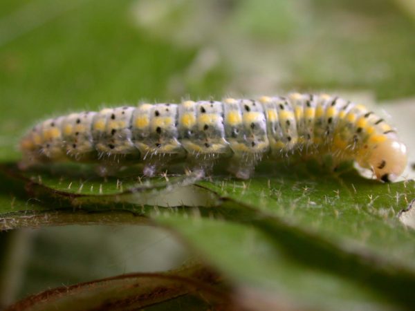 Hyalenna paradoxa 5th instar, KRW-14-1