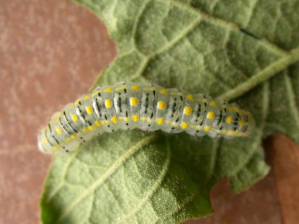 Hyalenna paradoxa 5th instar, KRW-14-1