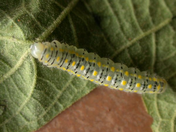 Hyalenna paradoxa 5th instar, KRW-14-1