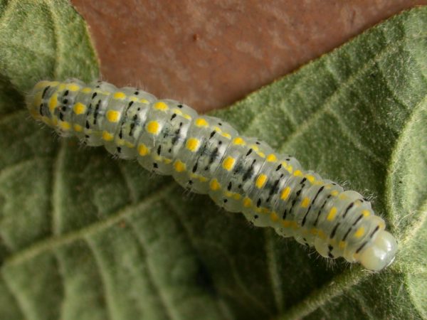 Hyalenna paradoxa 5th instar, KRW-14-1
