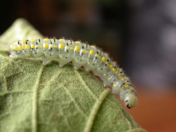 Hyalenna paradoxa 5th instar, KRW-14-1