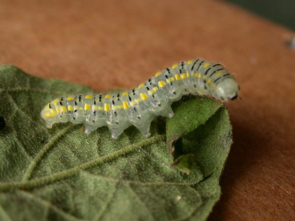 Hyalenna paradoxa 5th instar, KRW-14-1