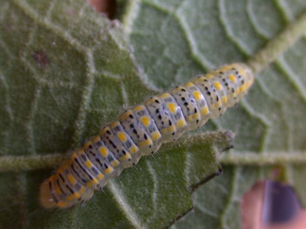 Hyalenna paradoxa 5th instar, KRW-14-2