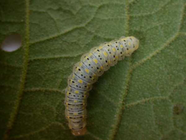 Hyalenna paradoxa 5th instar, KRW-18