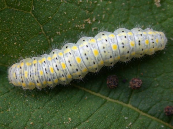 Hyalenna paradoxa 5th instar, KRW-18