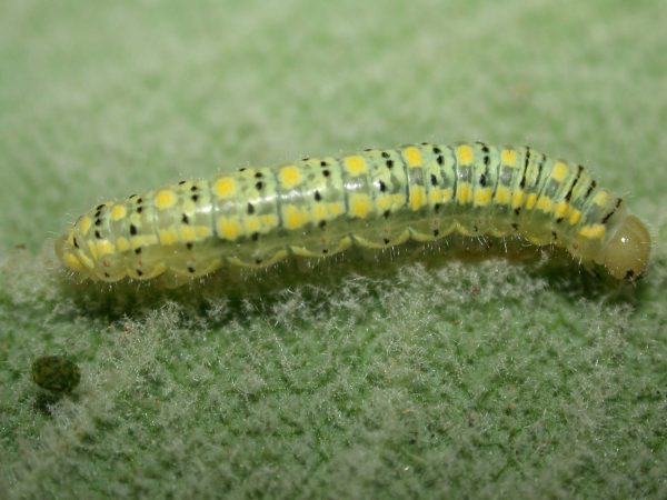 Hyalenna paradoxa 5th instar, KRW-19