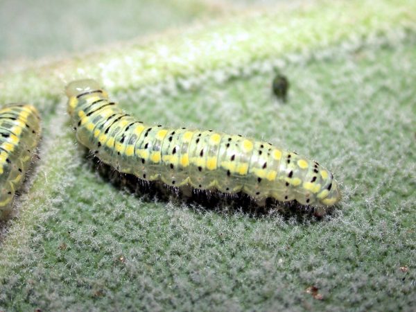 Hyalenna paradoxa 5th instar, KRW-19