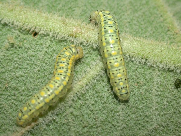 Hyalenna paradoxa 5th instar, KRW-19