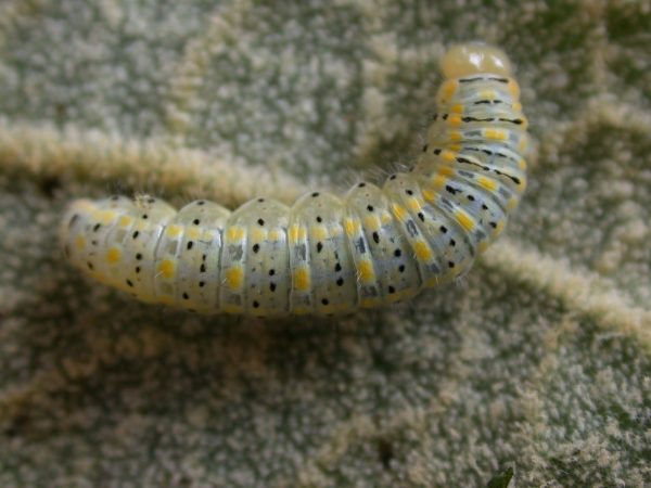 Hyalenna paradoxa 5th instar, KRW-20