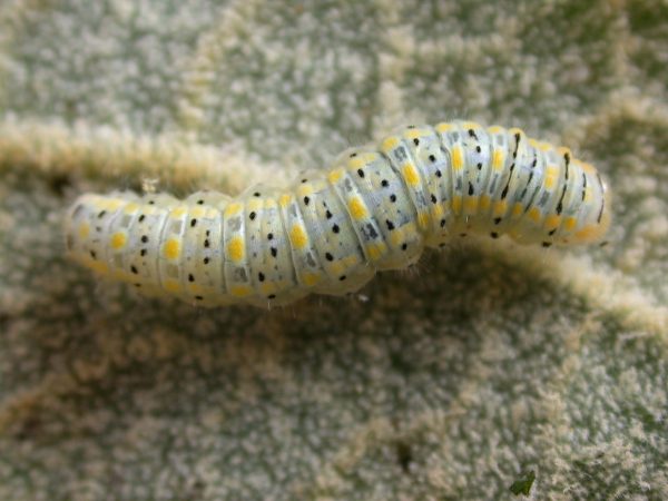 Hyalenna paradoxa 5th instar, KRW-20