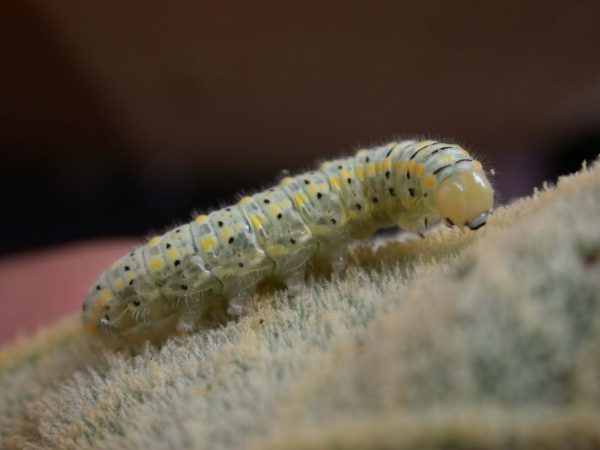 Hyalenna paradoxa 5th instar, KRW-20