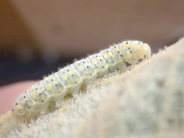 Hyalenna paradoxa 5th instar, KRW-20