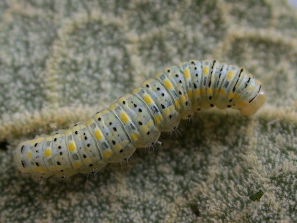 Hyalenna paradoxa 5th instar, KRW-20
