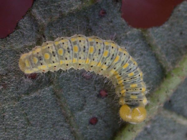 Hyalenna paradoxa 5th instar, KRW-21