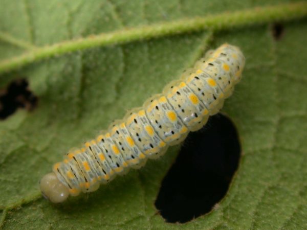 Hyalenna paradoxa 5th instar, KRW-22