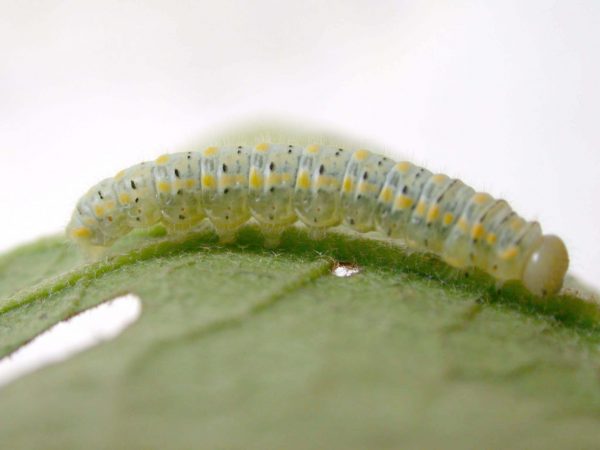 Hyalenna paradoxa 5th instar, KRW-22