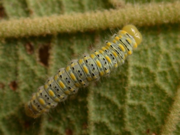 Hyalenna paradoxa 5th instar, KRW-262